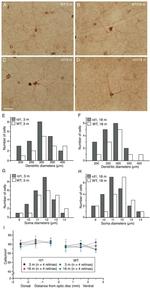 Opsin 4 Antibody in Immunohistochemistry (IHC)