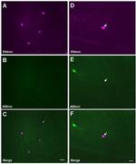 Opsin 4 Antibody in Immunocytochemistry (ICC/IF)