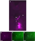 Opsin 4 Antibody in Immunohistochemistry (IHC)