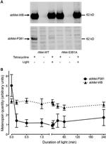 Opsin 4 Antibody in Western Blot (WB)