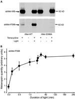 Opsin 4 Antibody in Western Blot (WB)