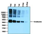 Ovalbumin Antibody in Western Blot (WB)