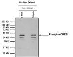 Phospho-CREB/ATF1 (Ser133, Ser63) Antibody in Western Blot (WB)