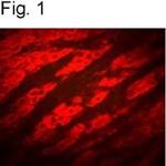 P2Y2 Antibody in Immunohistochemistry (IHC)