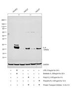 IL-6 Antibody