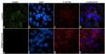 ErbB4 Antibody in Immunocytochemistry (ICC/IF)