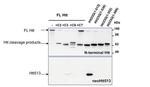 Huntingtin Antibody in Western Blot (WB)