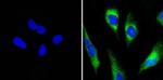 ERp72 Antibody in Immunocytochemistry (ICC/IF)