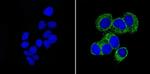 ERp72 Antibody in Immunocytochemistry (ICC/IF)