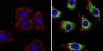 ERp72 Antibody in Immunocytochemistry (ICC/IF)