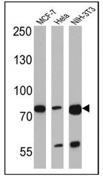 ERp72 Antibody in Western Blot (WB)