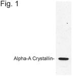 Alpha A Crystallin Antibody in Western Blot (WB)