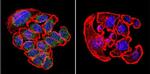 KDEL Antibody in Immunocytochemistry (ICC/IF)