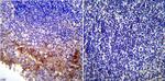 KDEL Antibody in Immunohistochemistry (Paraffin) (IHC (P))