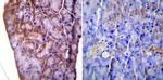 KDEL Antibody in Immunohistochemistry (Paraffin) (IHC (P))