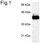 STUB1 Antibody in Western Blot (WB)