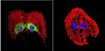 HSP27 Antibody in Immunocytochemistry (ICC/IF)