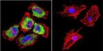 HSP27 Antibody in Immunocytochemistry (ICC/IF)