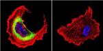 HSP27 Antibody in Immunocytochemistry (ICC/IF)