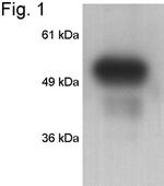 FKBP5 Antibody in Western Blot (WB)