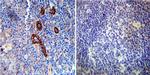 FKBP12 Antibody in Immunohistochemistry (Paraffin) (IHC (P))