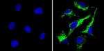 Cyclophilin B Antibody in Immunocytochemistry (ICC/IF)