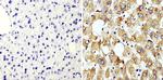 Cyclophilin B Antibody in Immunohistochemistry (Paraffin) (IHC (P))