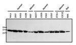 NPM1 Antibody in Western Blot (WB)