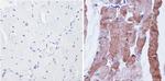 nNOS Antibody in Immunohistochemistry (Paraffin) (IHC (P))