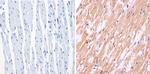 nNOS Antibody in Immunohistochemistry (Paraffin) (IHC (P))