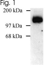 SAP97 Antibody in Western Blot (WB)