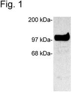 SAP102 Antibody in Western Blot (WB)