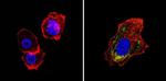 alpha-1a Adrenergic Receptor Antibody in Immunocytochemistry (ICC/IF)