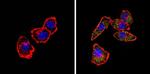 alpha-1a Adrenergic Receptor Antibody in Immunocytochemistry (ICC/IF)