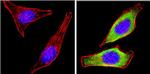 Leptin Antibody in Immunocytochemistry (ICC/IF)