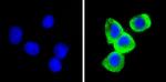 Leptin Antibody in Immunocytochemistry (ICC/IF)