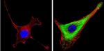 Leptin Antibody in Immunocytochemistry (ICC/IF)