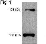 Leptin Receptor Antibody in Western Blot (WB)