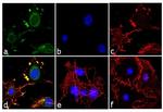 Adiponectin Antibody