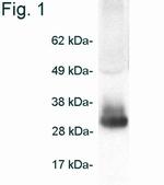 Adiponectin Antibody in Western Blot (WB)