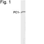 PCSK1 Antibody in Western Blot (WB)