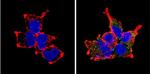 PCSK2 Antibody in Immunocytochemistry (ICC/IF)