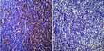 Caveolin 3 Antibody in Immunohistochemistry (Paraffin) (IHC (P))