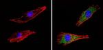 COPII Antibody in Immunocytochemistry (ICC/IF)