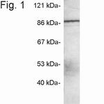 MINT3 Antibody in Western Blot (WB)