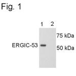 LMAN1 Antibody in Western Blot (WB)