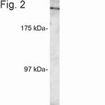 RANBP2 Antibody in Western Blot (WB)