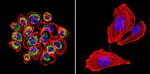 Cdc42 Antibody in Immunocytochemistry (ICC/IF)