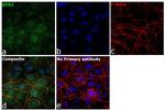 SOX2 Antibody in Immunocytochemistry (ICC/IF)