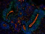 SOX2 Antibody in Immunocytochemistry (ICC/IF)